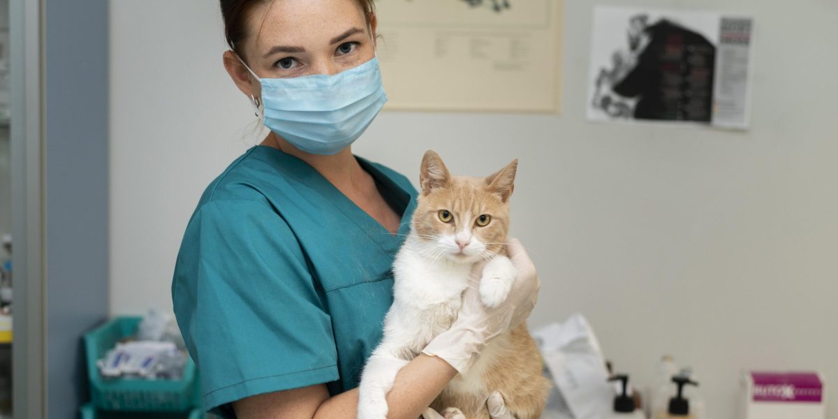 close-up-veterinarian-taking-care-cat close-up-veterinarian-taking-care-cat