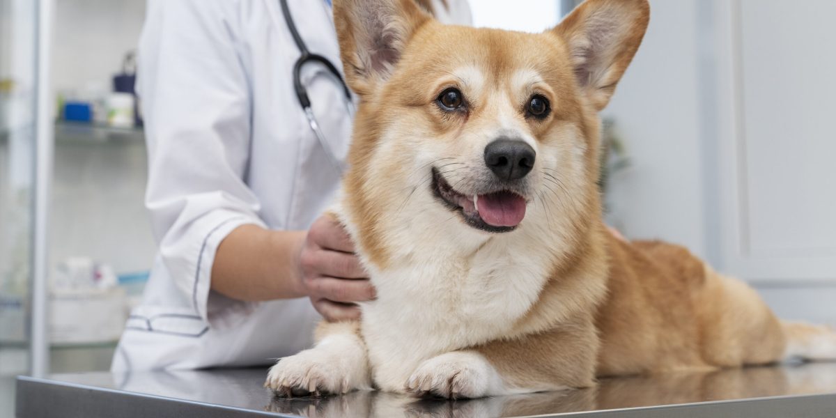 veterinarian-taking-care-pet-dog (1) veterinarian-taking-care-pet-dog (1)
